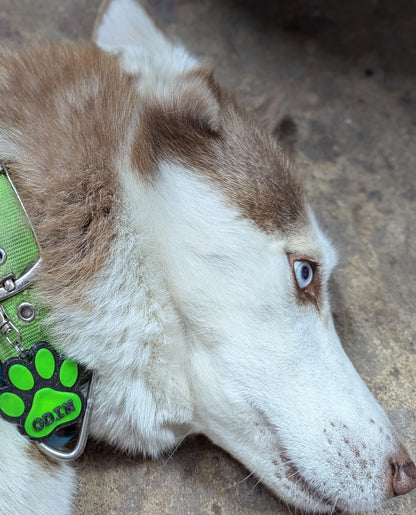 NFC Dog Tag